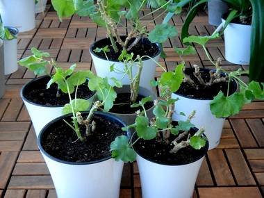 PelargoniumРазмн9