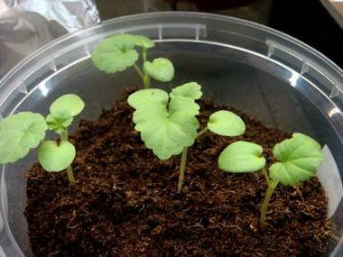 PelargoniumСемена9