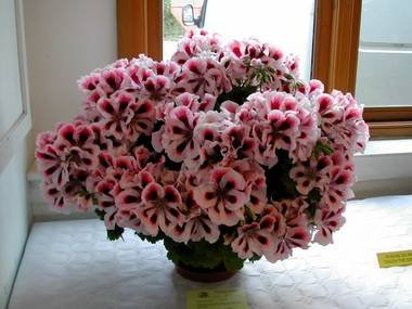 PelargoniumSociety9