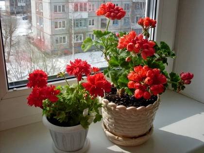 PelargoniumTulipa9