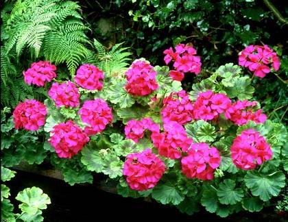 PelargoniumZonale9