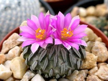 Pelecyphora31