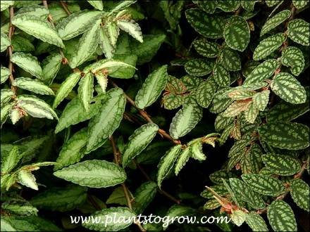 Pellionia5