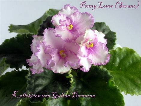 PennyLover1