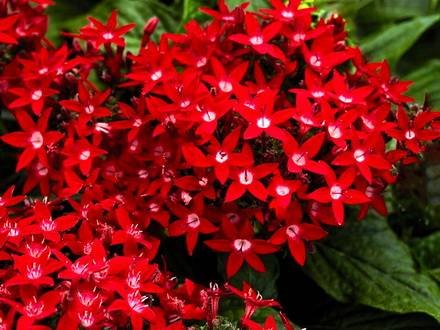 Pentas1