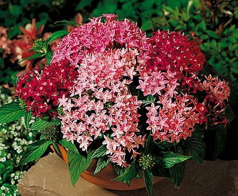 Pentas11