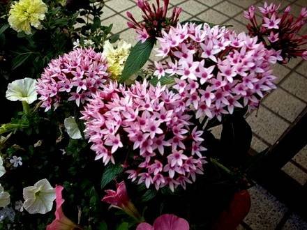 Pentas3