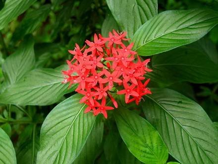 Pentas4