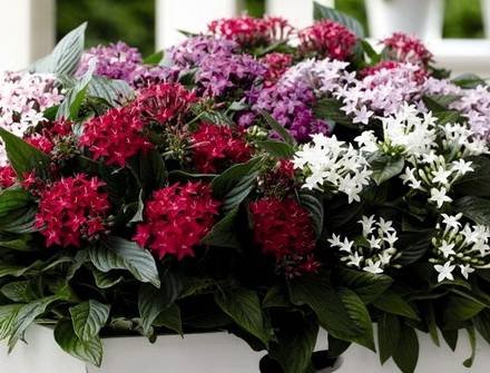 Pentas8
