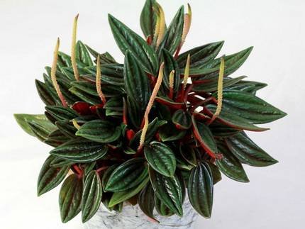 Peperomi1