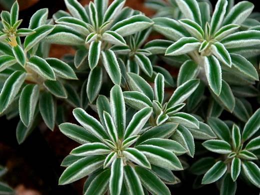 Peperomia10