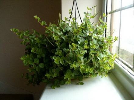 Peperomia2