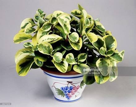 Peperomia5