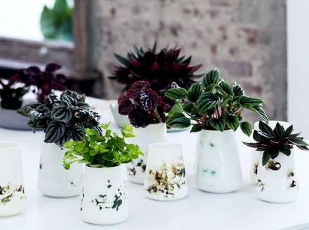 Peperomia6