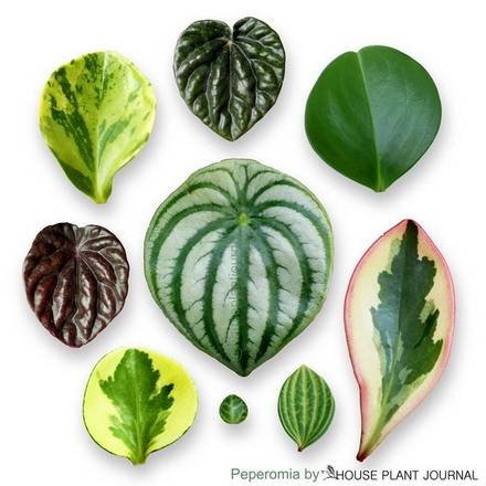 Peperomia7