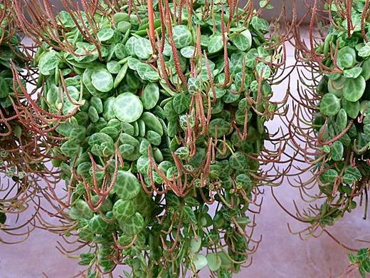 Peperomia9