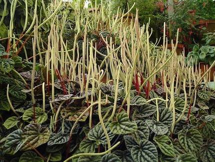 PeperomiaCaperata1