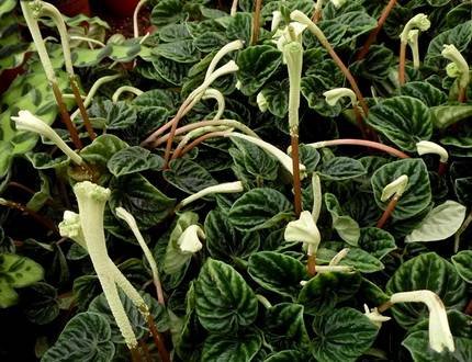 PeperomiaCaperata2