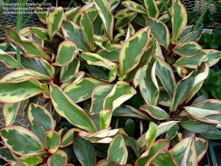 PeperomiaClusiifolia