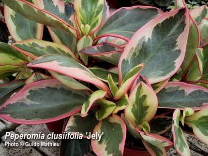 PeperomiaClusiifoliaJelly