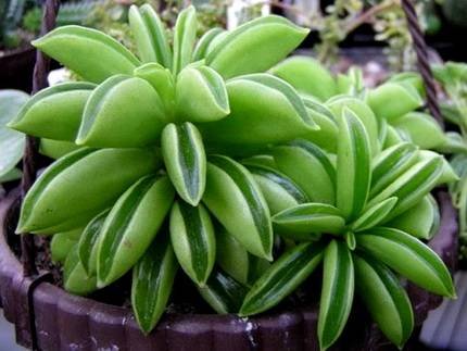 PeperomiaDolabriformis