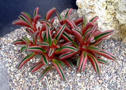 PeperomiaGraveolens1