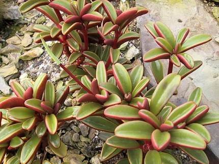 PeperomiaGraveolens2