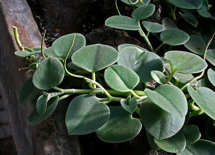 PeperomiaIncana