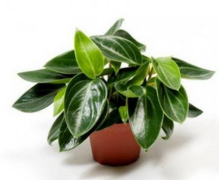 PeperomiaMaculosa