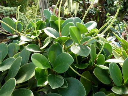 PeperomiaMagnoliaefolia
