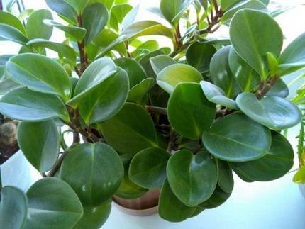 PeperomiaObtusifolia