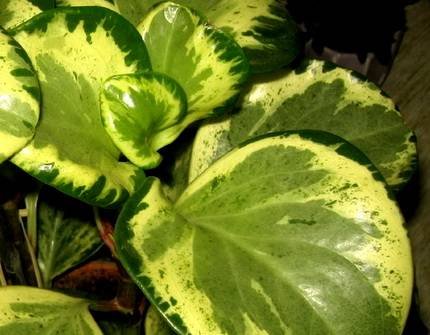 PeperomiaObtusifoliaGreenGold