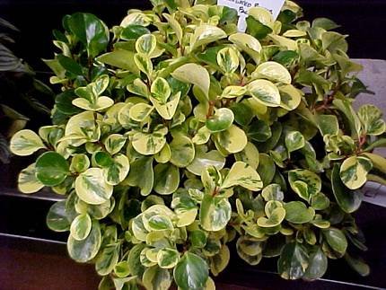 PeperomiaObtusifoliaVariegata