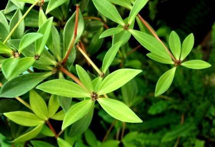 PeperomiaPereskiifolia