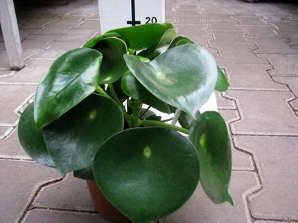 PeperomiaPolybotrya