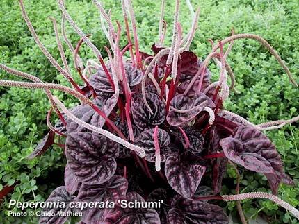 PeperomiaSchumi1