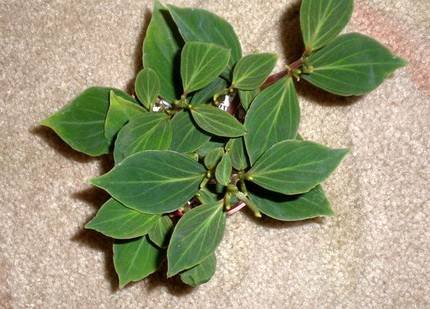 PeperomiaVelutina