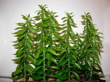Pereskiopsis22