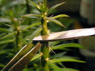 Pereskiopsis23
