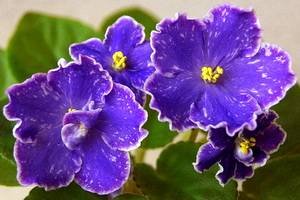 PerfectHarmony9