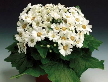 Pericallis1