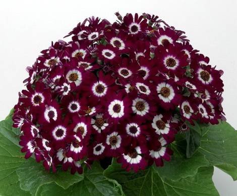 Pericallis10