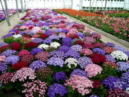 Pericallis11