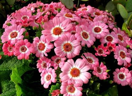 Pericallis2