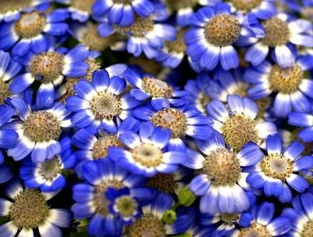 Pericallis3