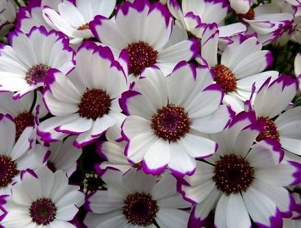 Pericallis4