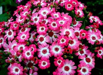 Pericallis5