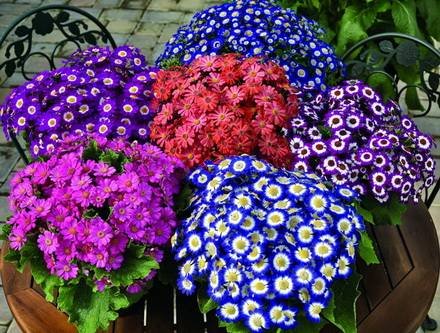 Pericallis7