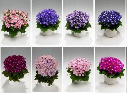 Pericallis8