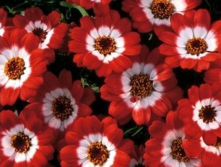 Pericallis9